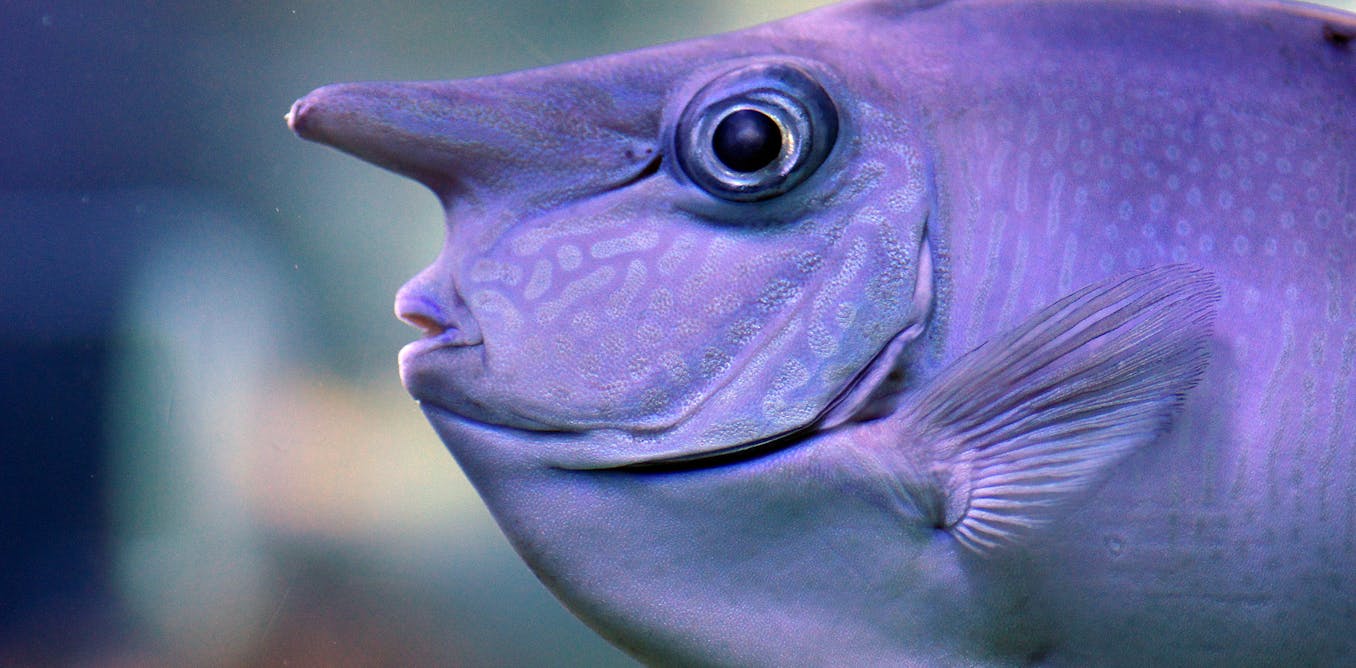 Image result for Fish